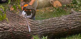 Leaf Removal in Inglewood, CA